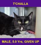 T'CHALLA